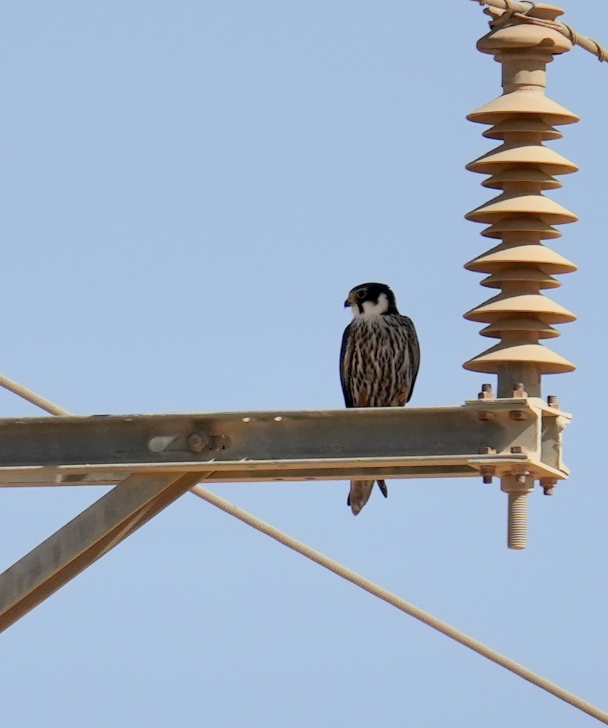 Eurasian Hobby - ML618706335