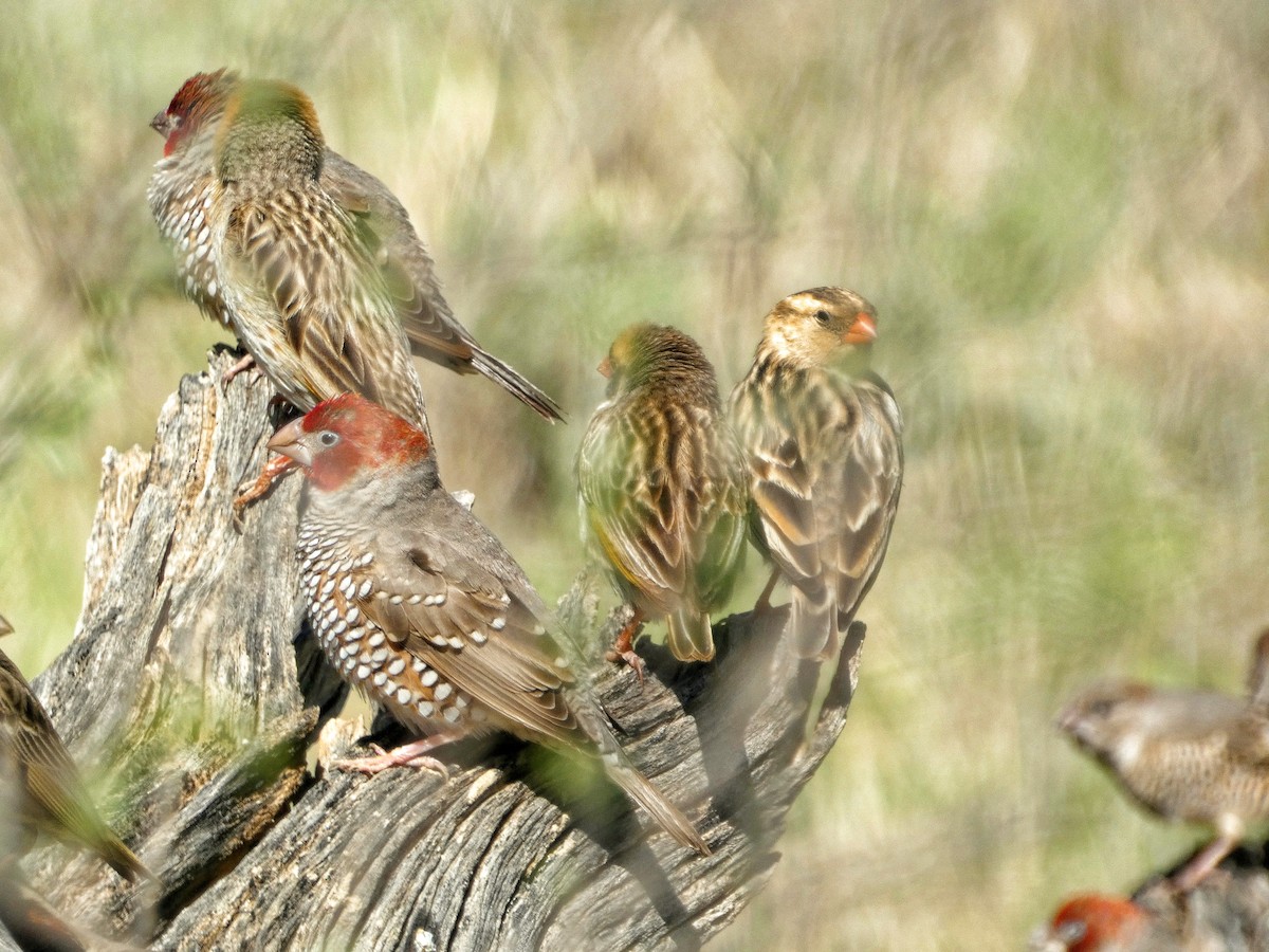 Red-headed Finch - ML618706433