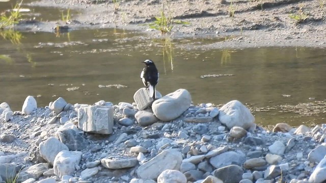 White Wagtail - ML618706436