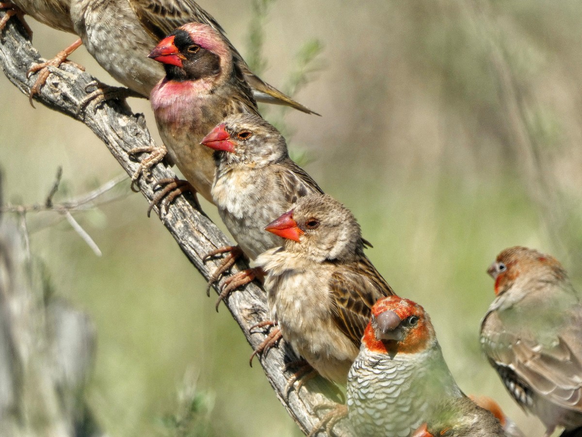 Red-headed Finch - Hubert Söhner