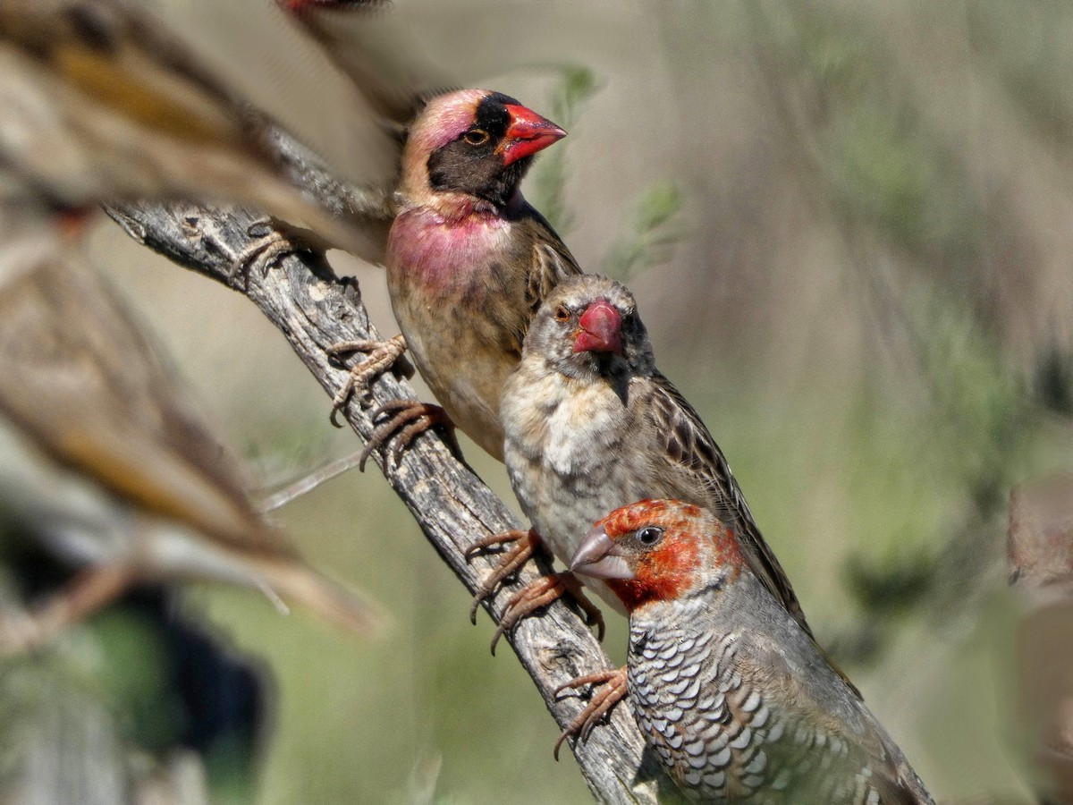 Red-headed Finch - ML618706442