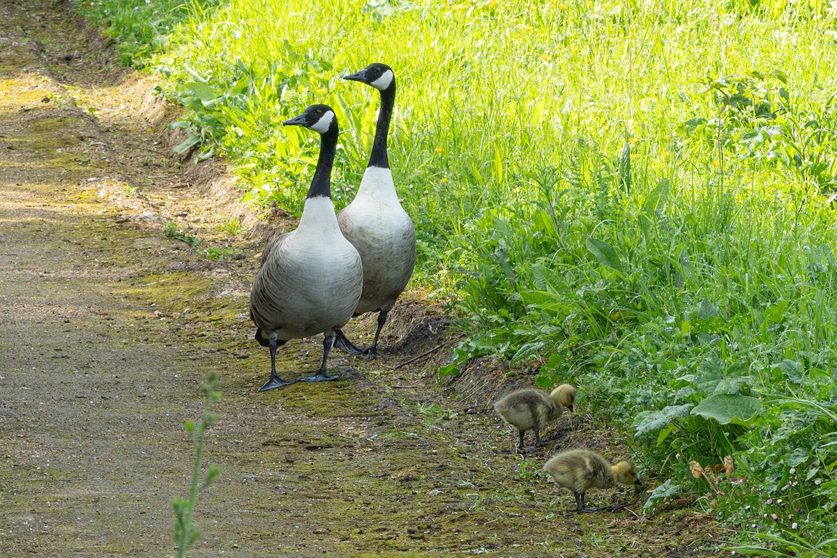 Канад галуу - ML618706464