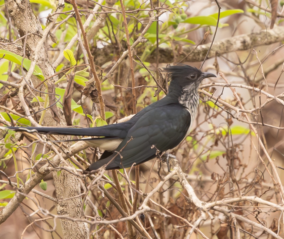 Levaillant's Cuckoo - ML618706466