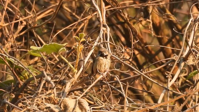 svartstrupeprinia - ML618706481