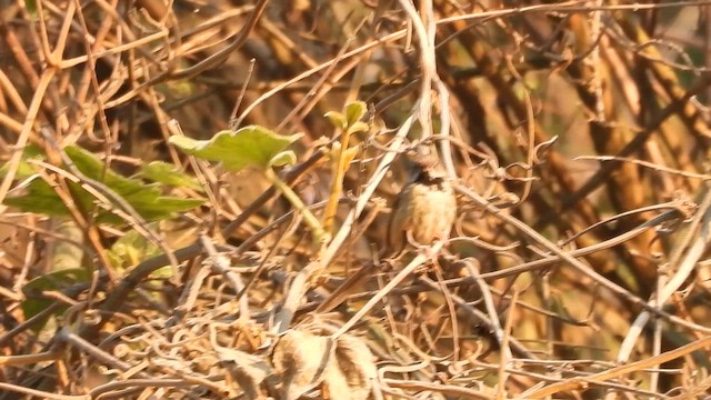 svartstrupeprinia - ML618706482