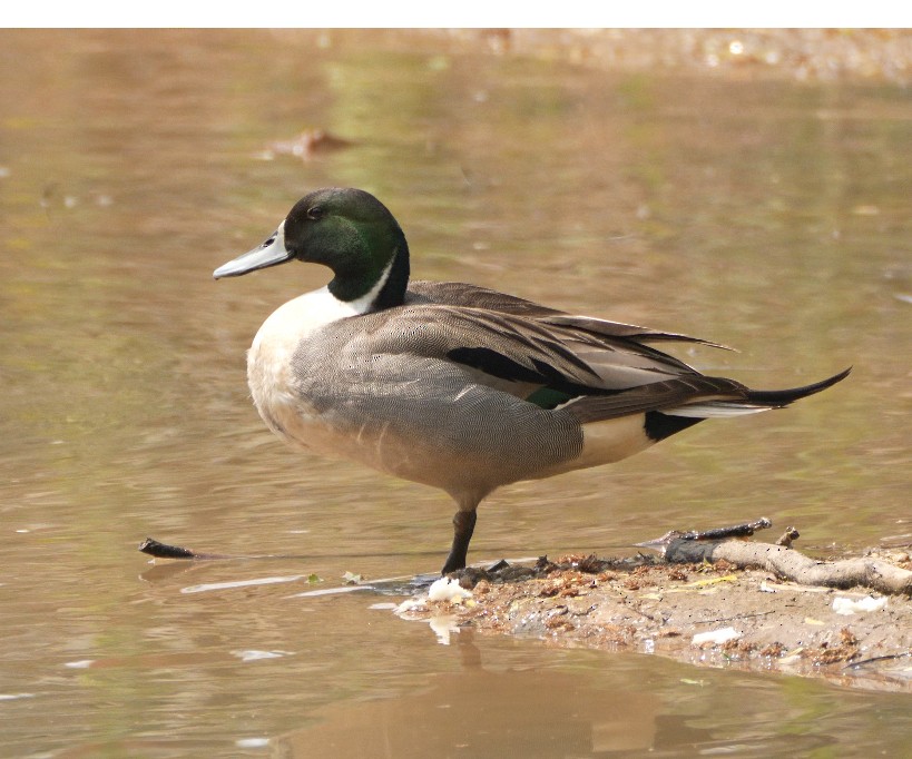 Mallard x Northern Pintail (hybrid) - ML618706584