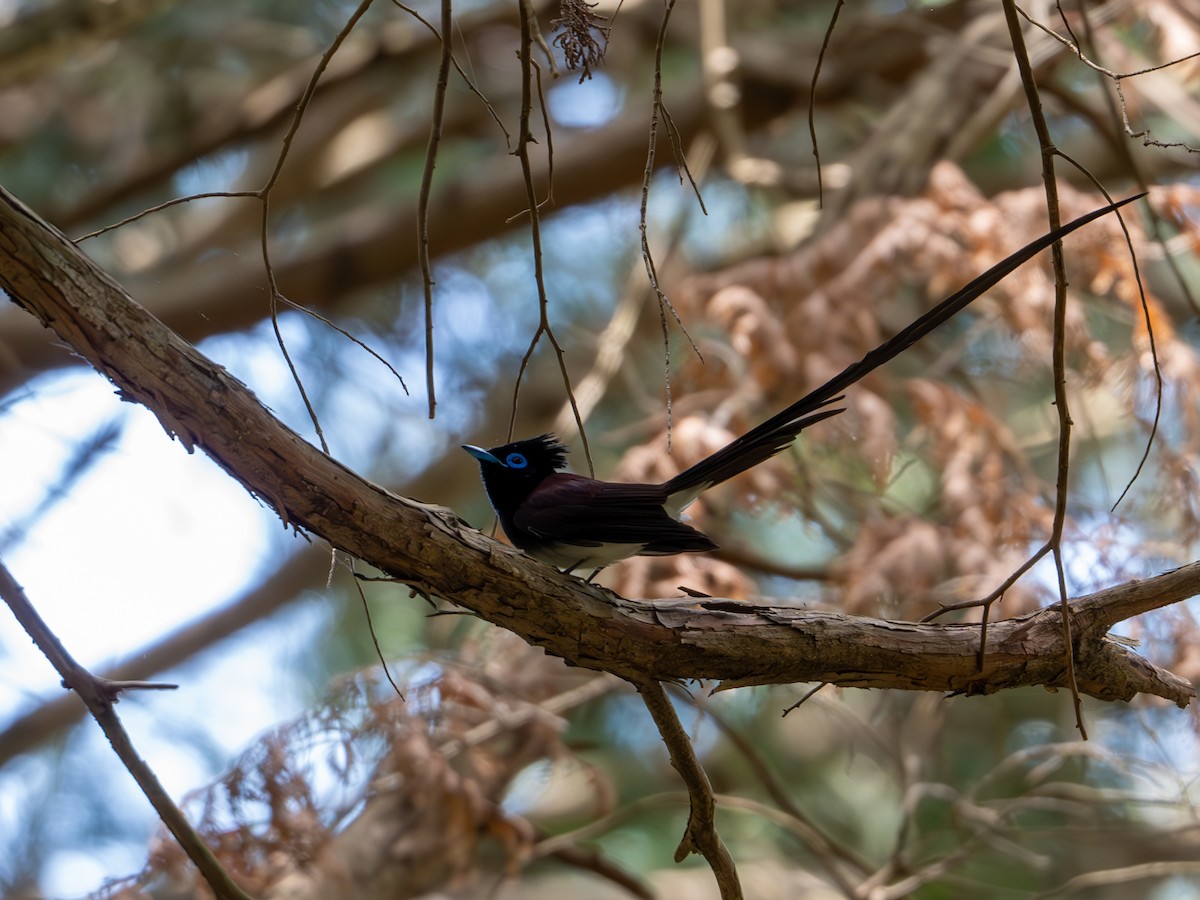 Black Paradise-Flycatcher - Takashi Miki