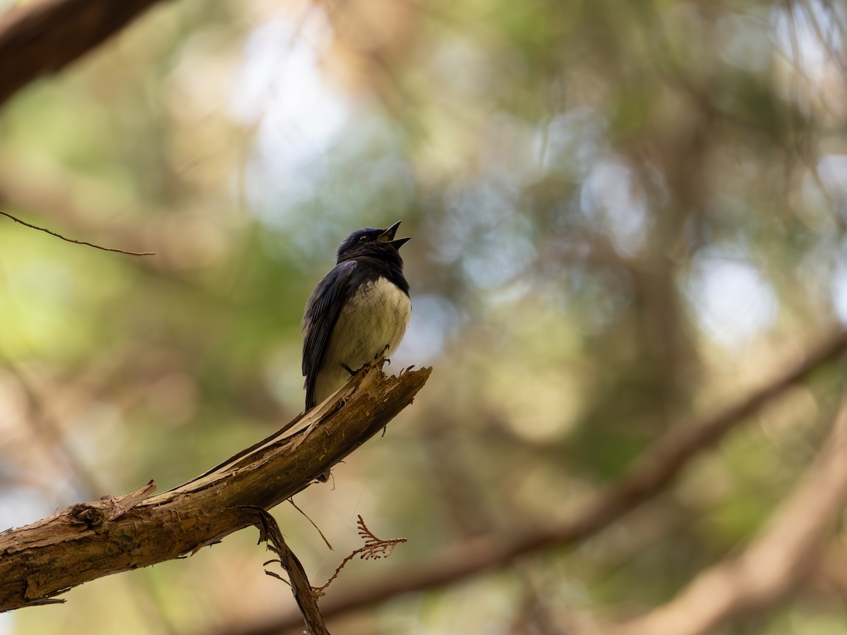 Blue-and-white Flycatcher - Takashi Miki