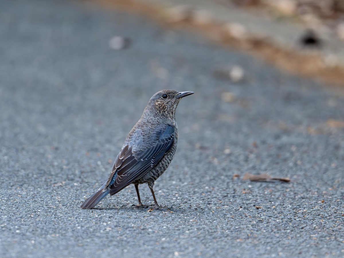 Blue Rock-Thrush - Takashi Miki