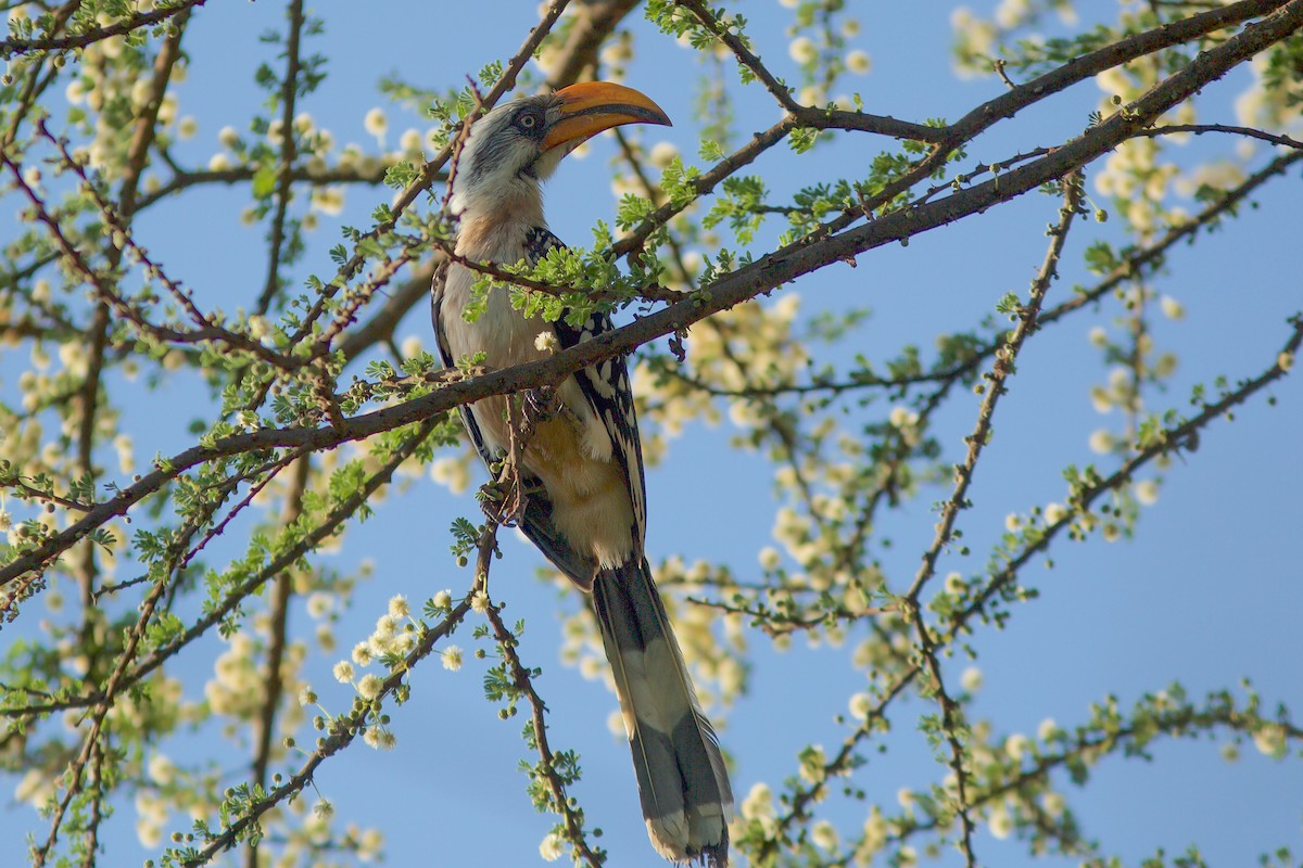Eastern Yellow-billed Hornbill - Morten Lisse