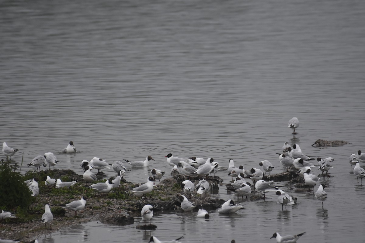 Mouette mélanocéphale - ML618706686