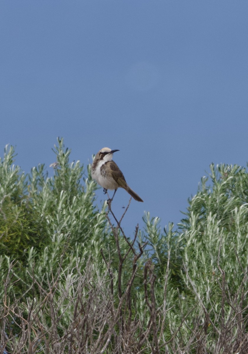 Tawny-crowned Honeyeater - Yvonne van Netten