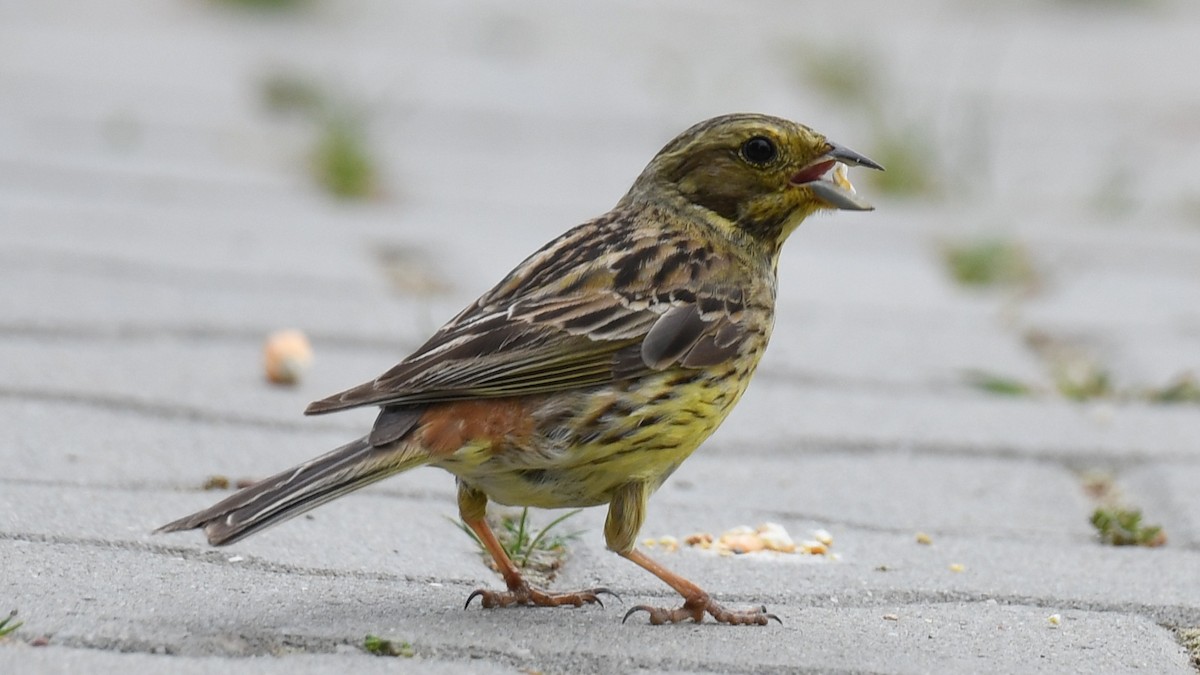 Yellowhammer - Vlad Sladariu