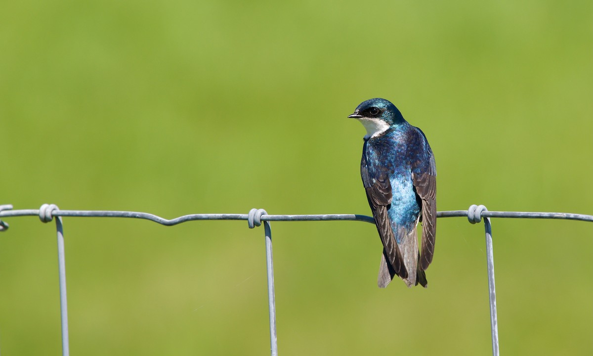 Tree Swallow - ML618706805