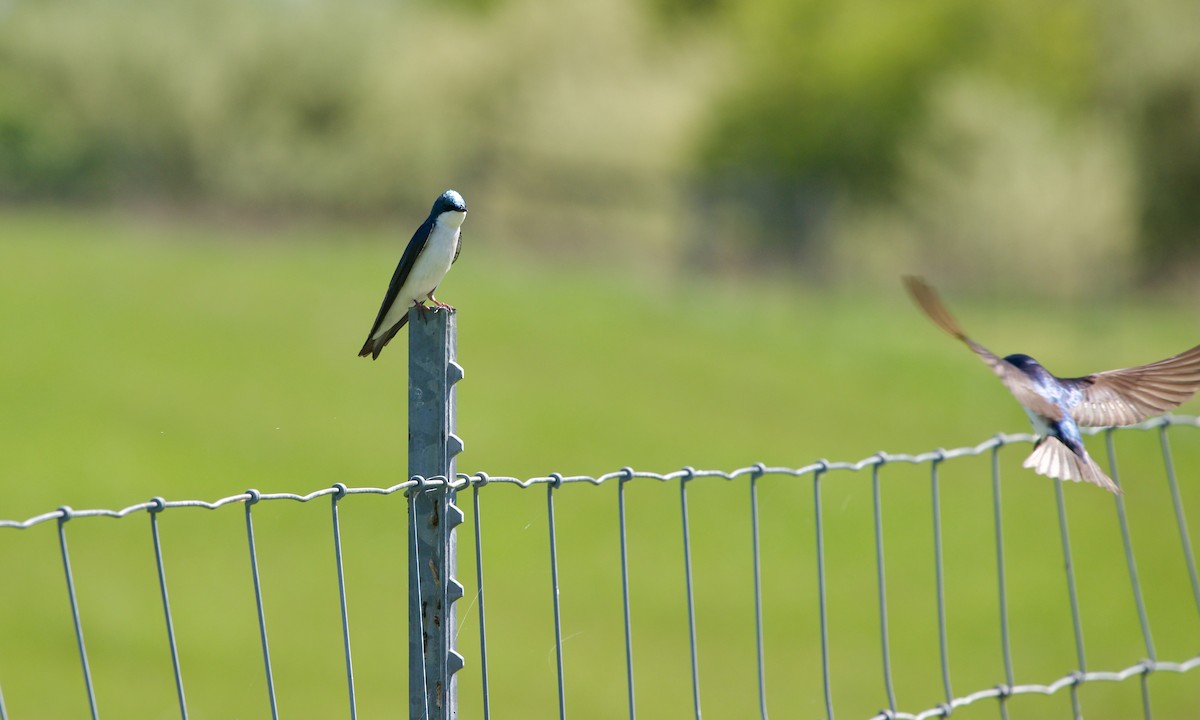 Tree Swallow - ML618706807