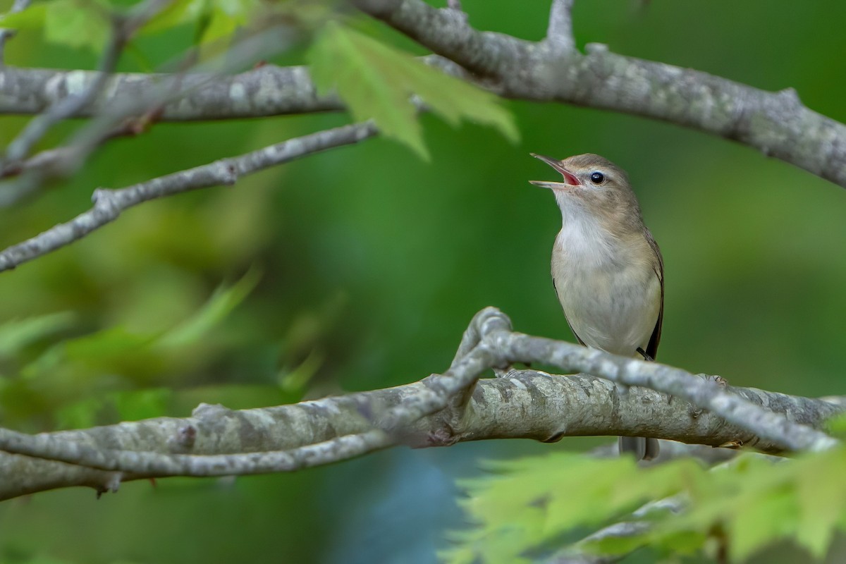 Warbling Vireo - ML618706831