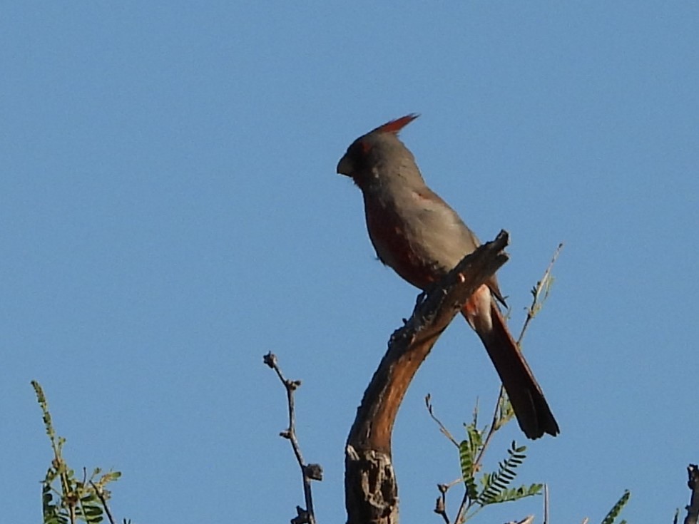 Cardinal pyrrhuloxia - ML618706848