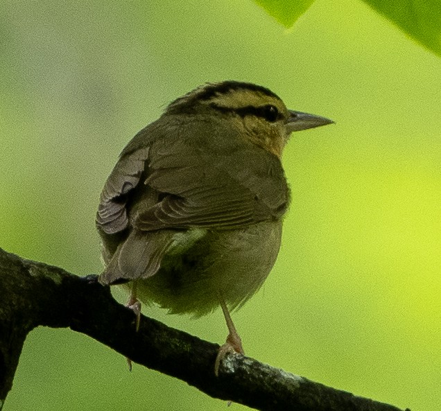 Worm-eating Warbler - ML618706855