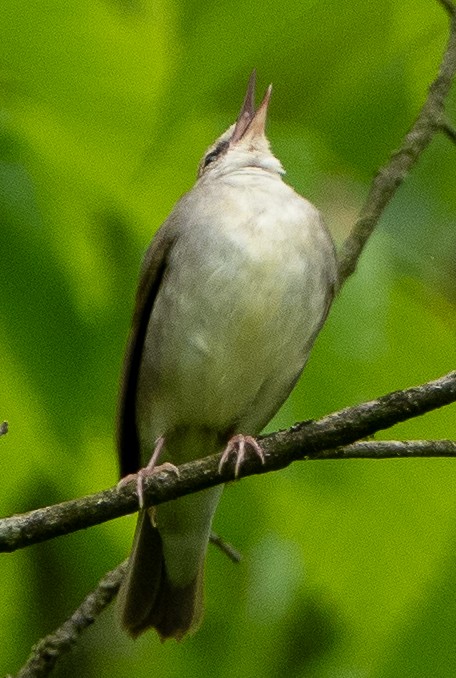 Swainson's Warbler - ML618706856