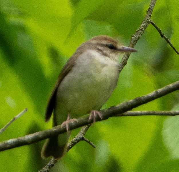 Swainson's Warbler - ML618706858