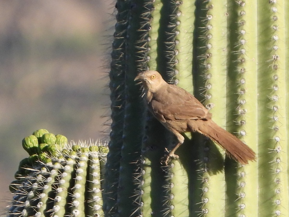 Curve-billed Thrasher - ML618706888