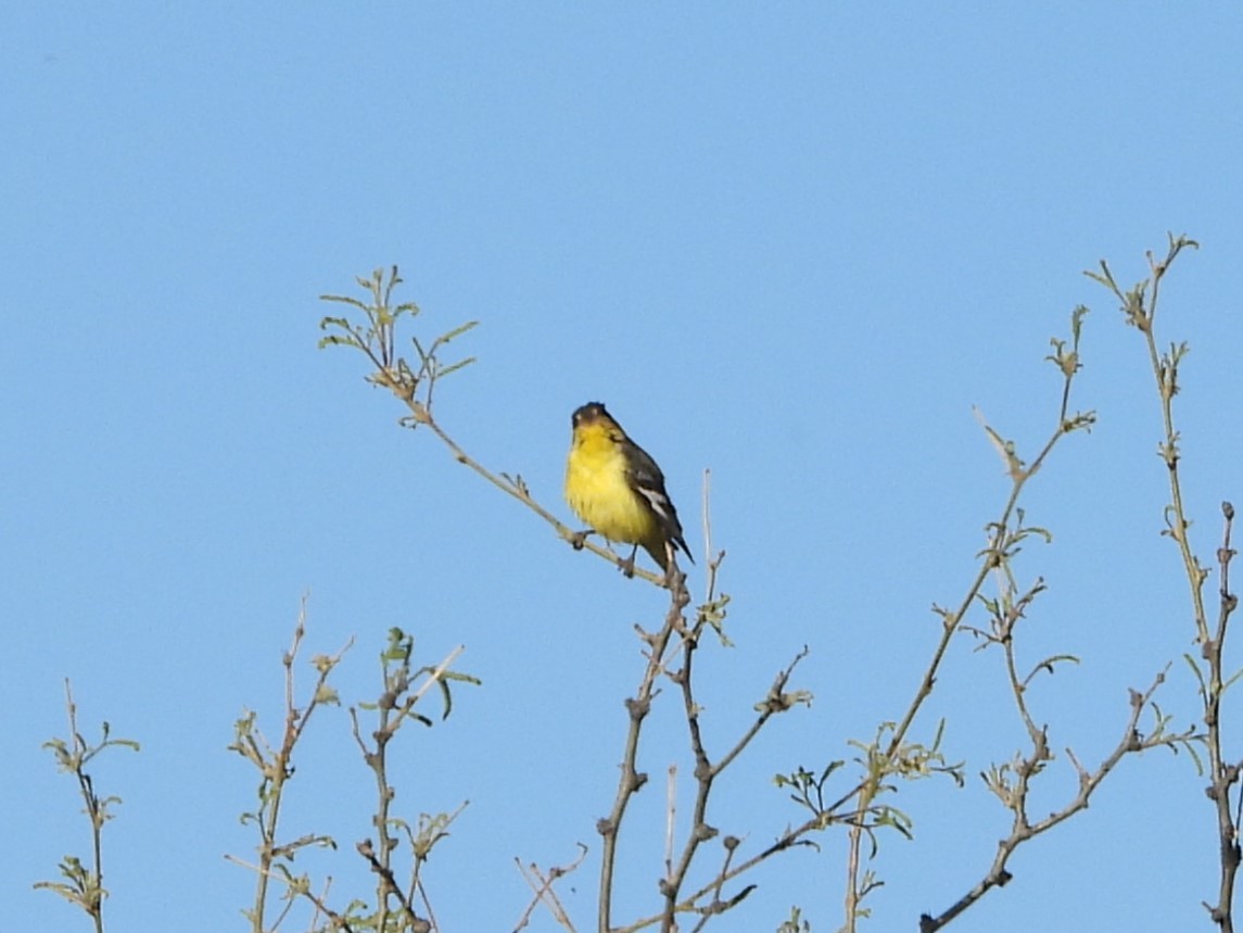 Lesser Goldfinch - ML618706903