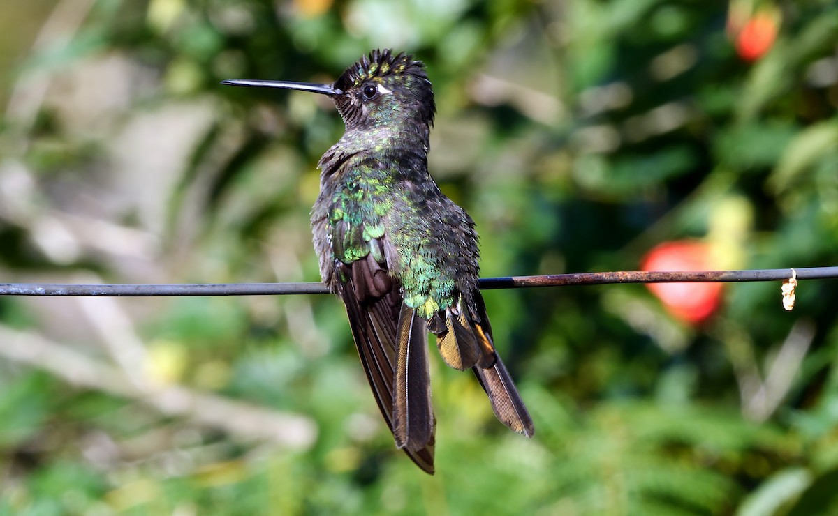 Talamanca Hummingbird - Josep del Hoyo