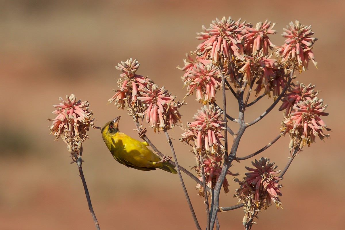 Vitelline Masked-Weaver - Morten Lisse