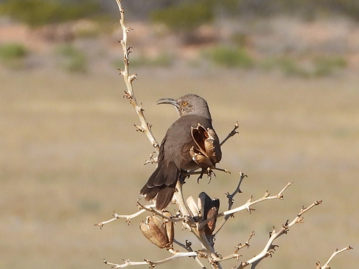 Curve-billed Thrasher - ML618706965