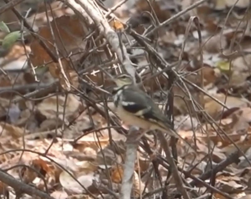 Forest Wagtail - Supriya Kulkarni