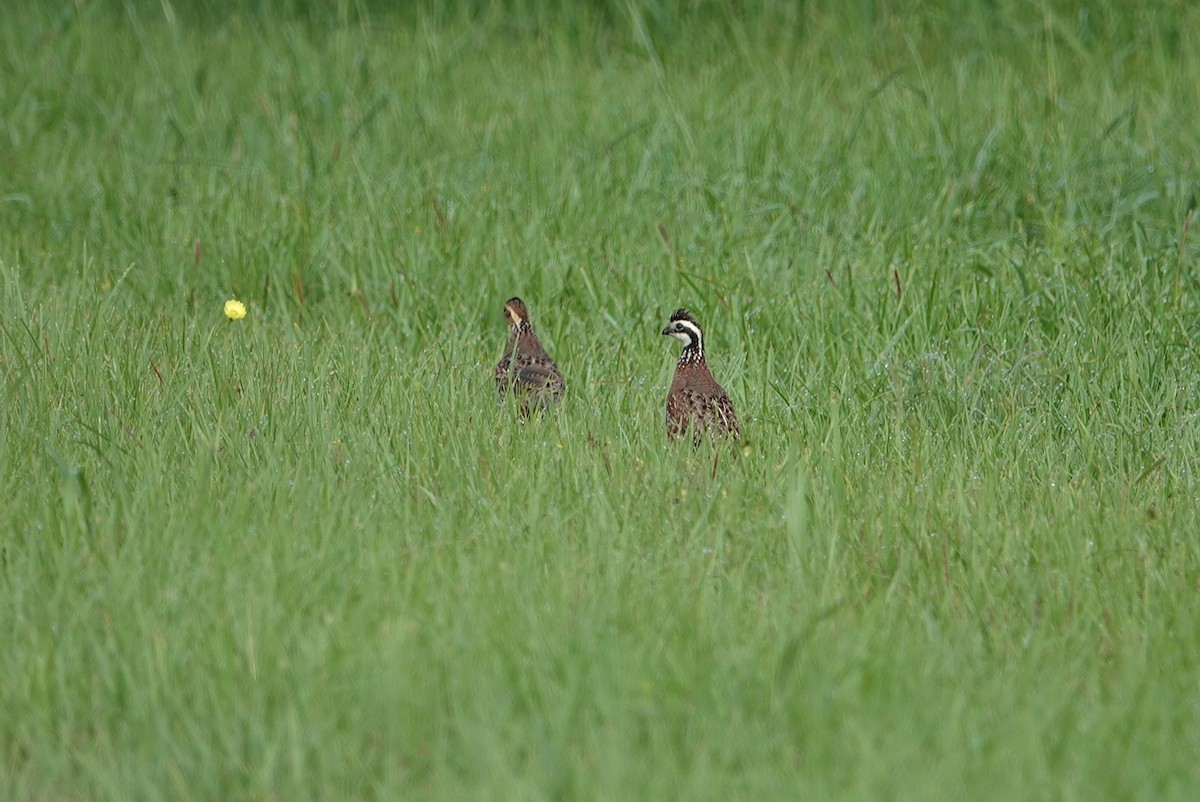 Northern Bobwhite - deborah grimes