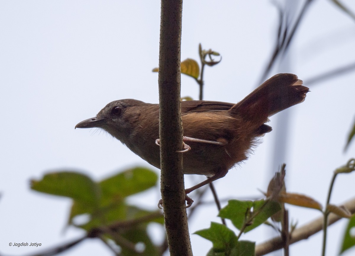 Abbott's Babbler - ML618706982