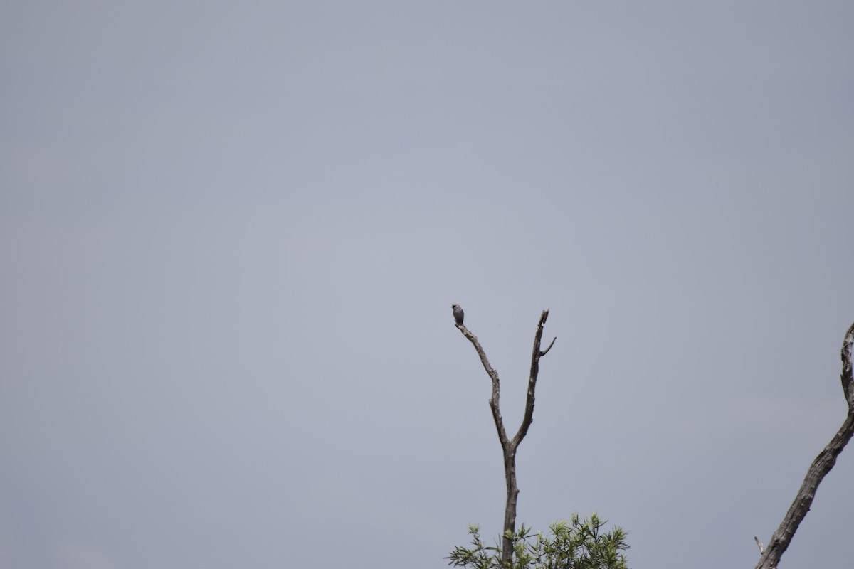 Black-faced Woodswallow - Hitomi Ward