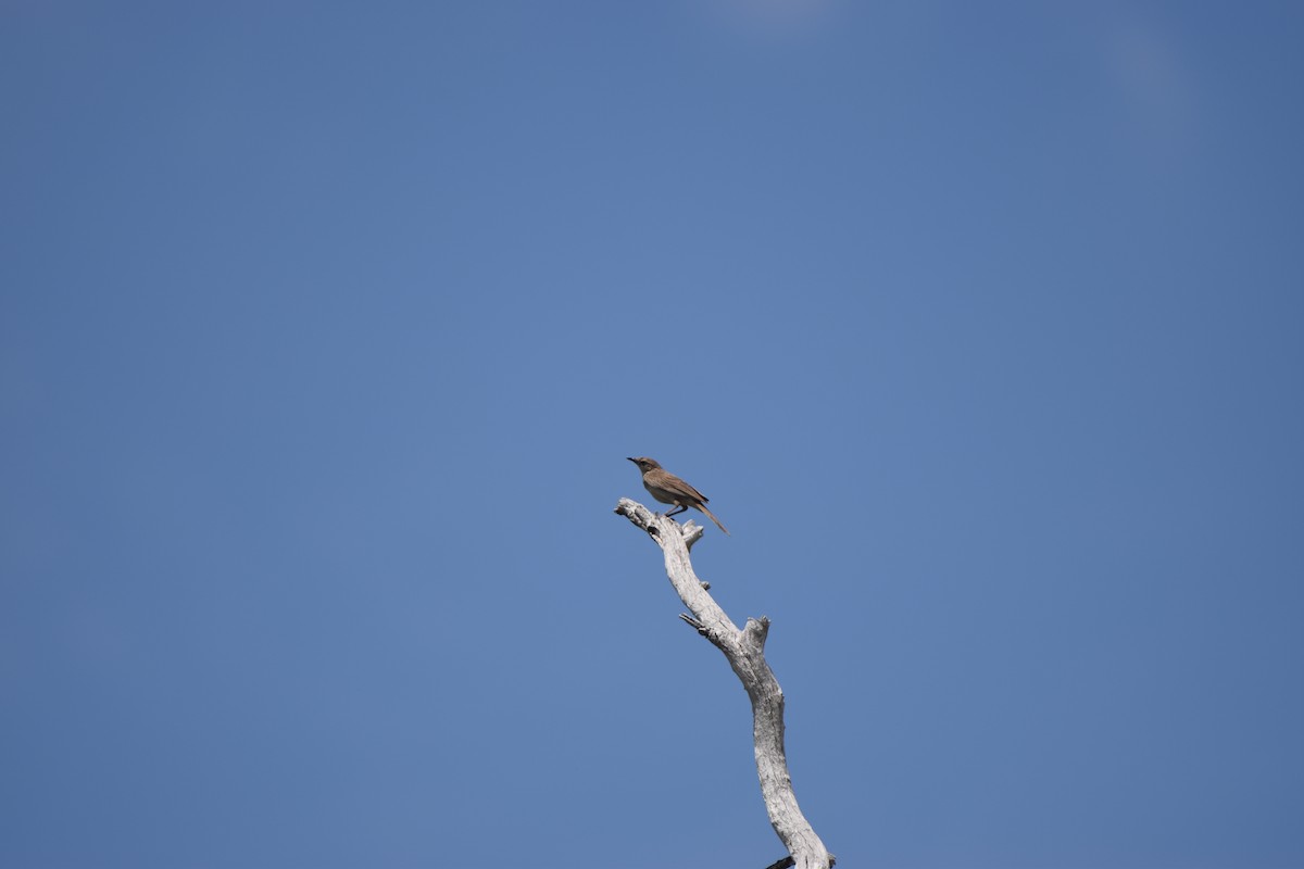 Brown Songlark - ML618707057