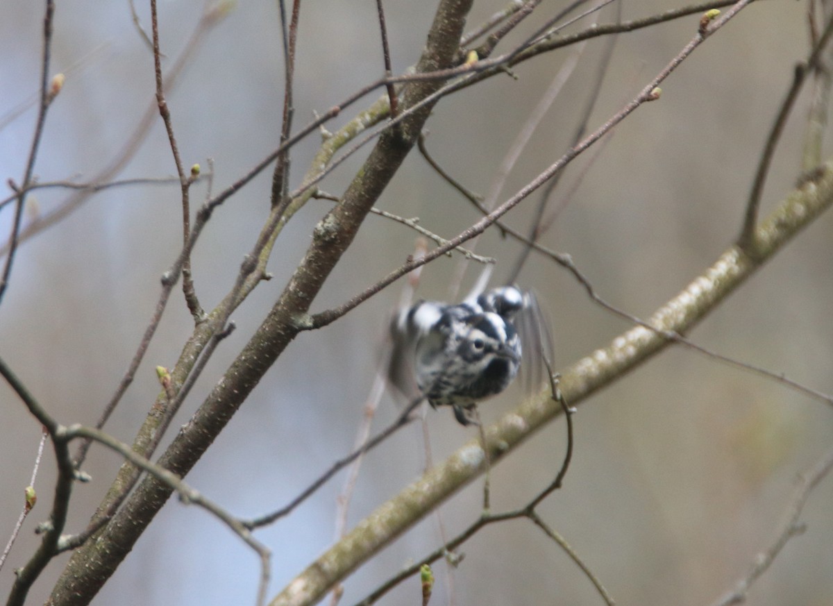 Black-and-white Warbler - Alain Sheinck