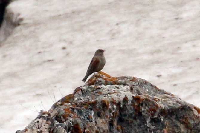 Alpine Accentor - Utku Erinç Yeğenoğlu