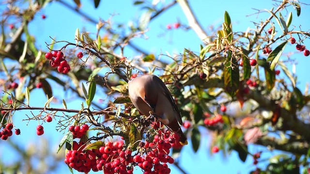 Bohemian Waxwing - ML618707145