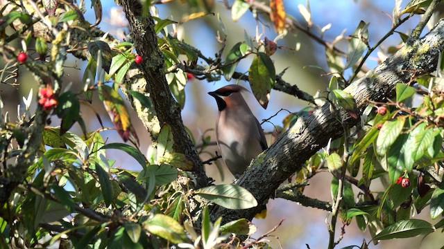 Bohemian Waxwing - ML618707146