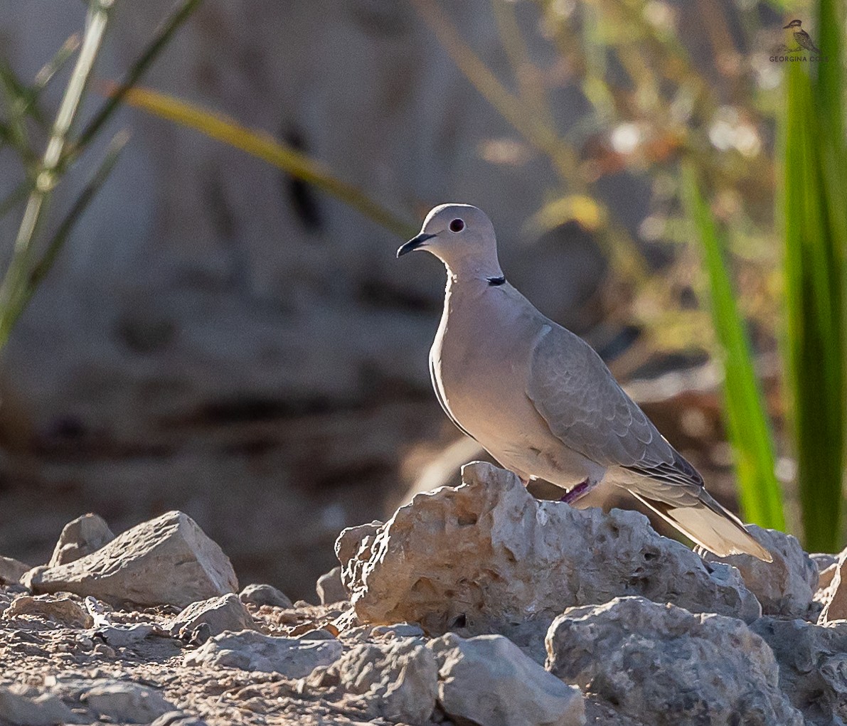 Eurasian Collared-Dove - ML618707168