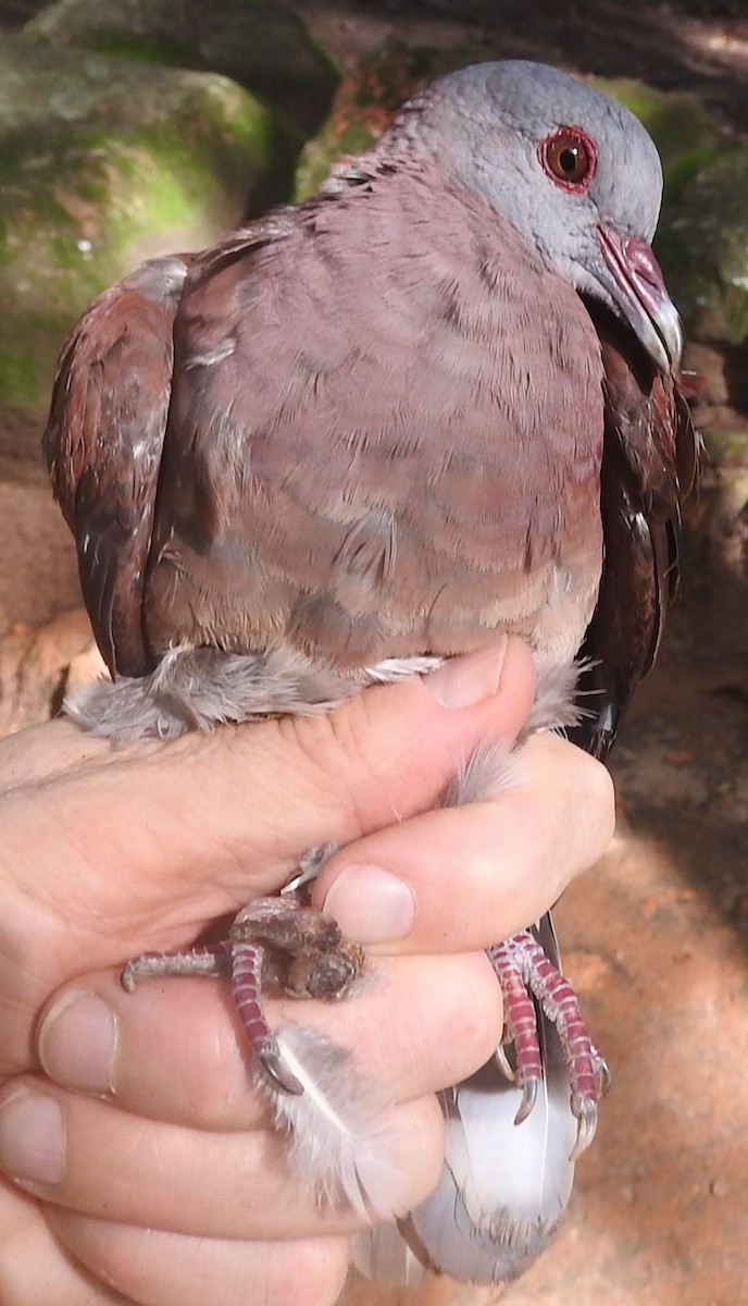 Malagasy Turtle-Dove - Dieter Oschadleus