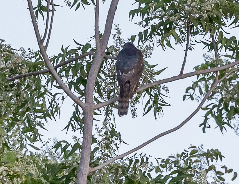 Eurasian Sparrowhawk - ML618707213