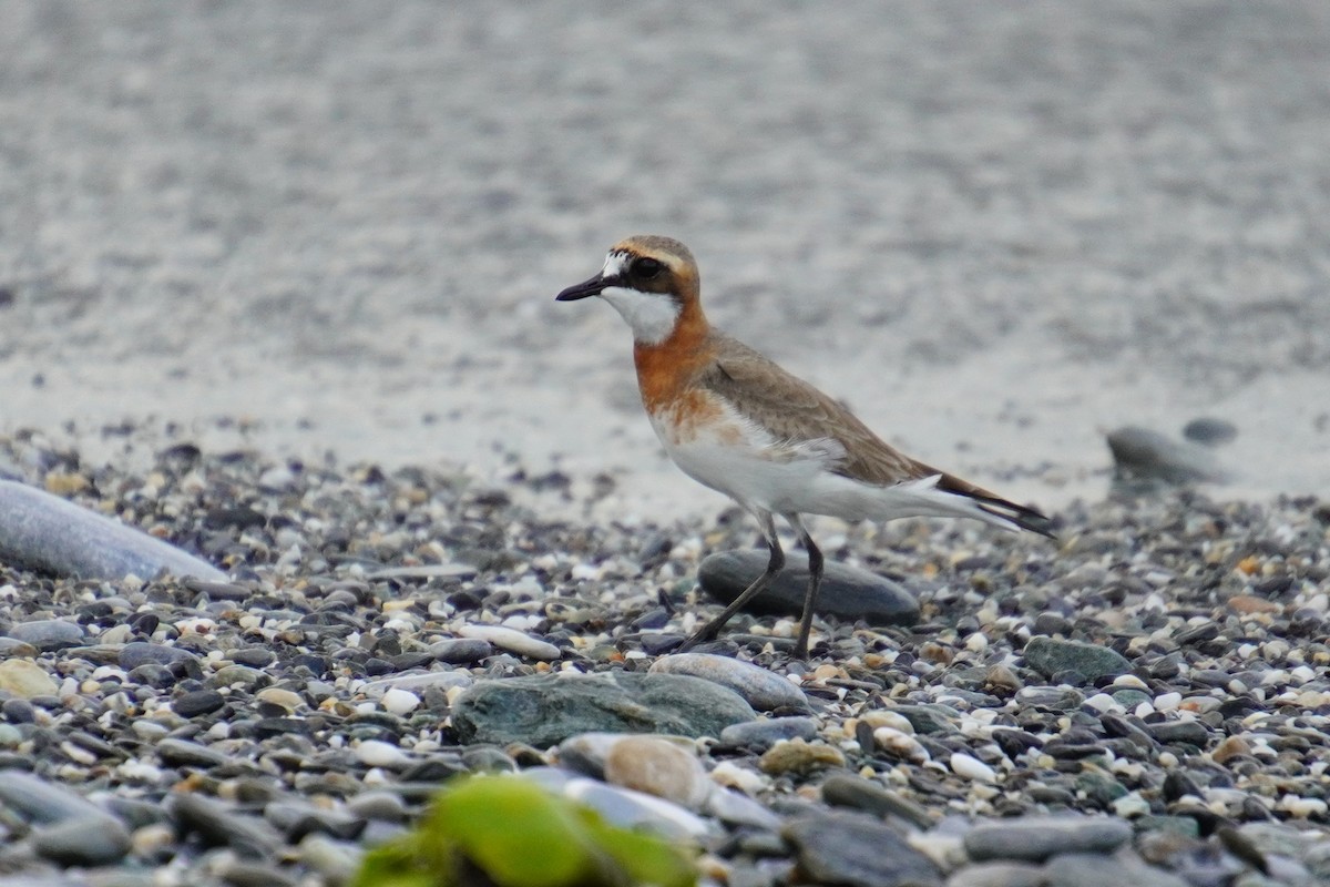 Siberian Sand-Plover - 吳 致謙