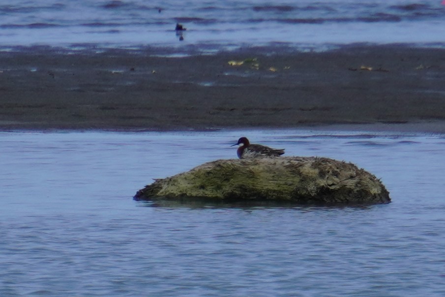 Red-necked Phalarope - 吳 致謙