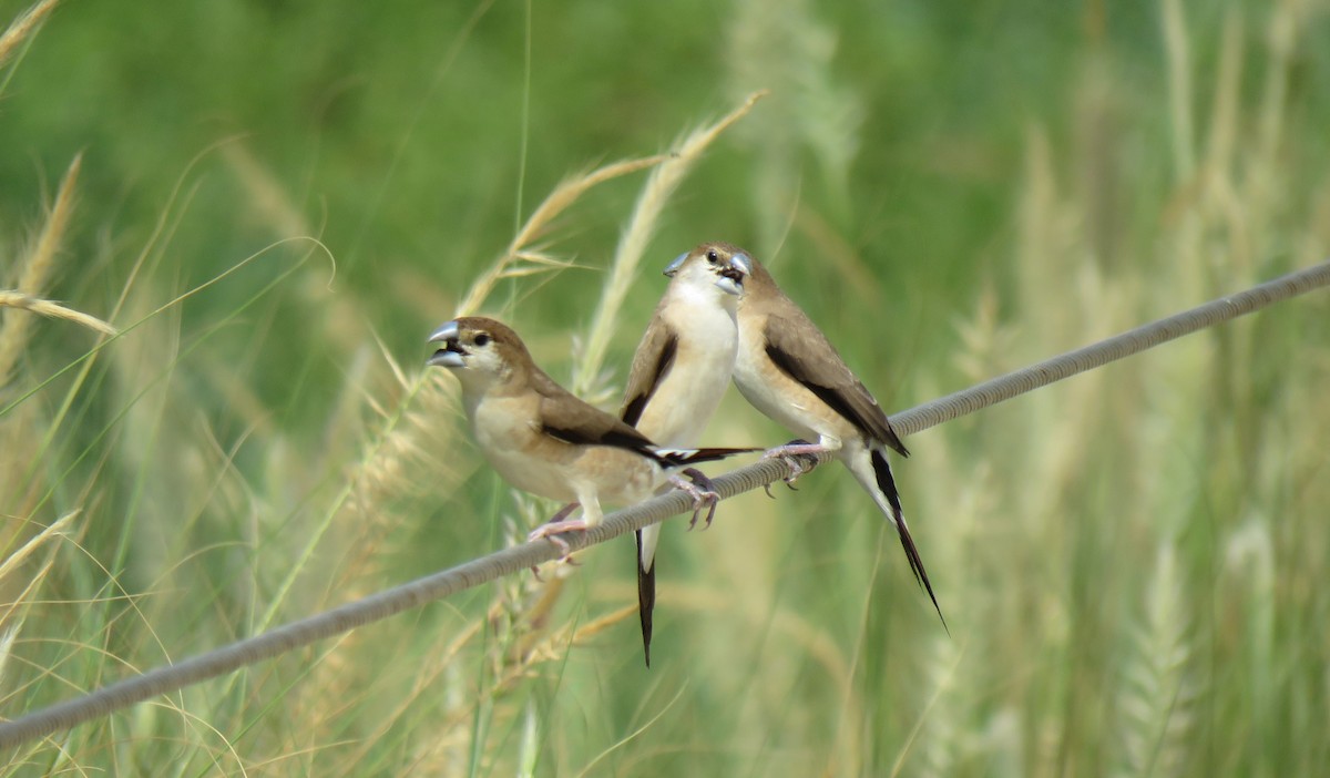 Indian Silverbill - ML618707276