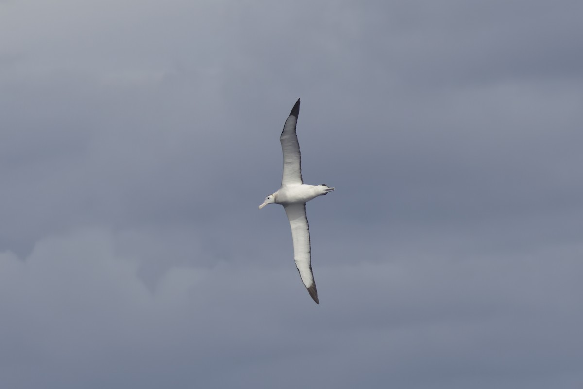 Albatros de las Antípodas (antipodensis) - ML618707289