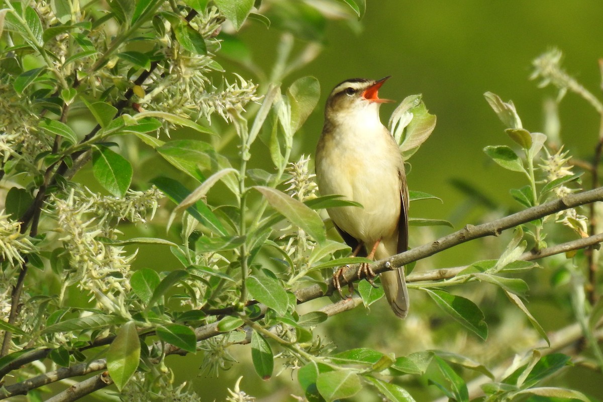 Sedge Warbler - ML618707291