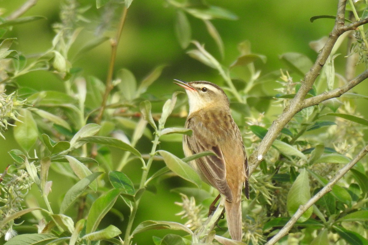 Sedge Warbler - ML618707293