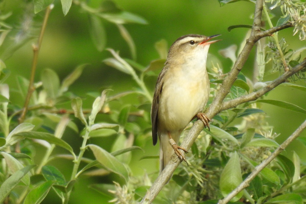 Sedge Warbler - ML618707296