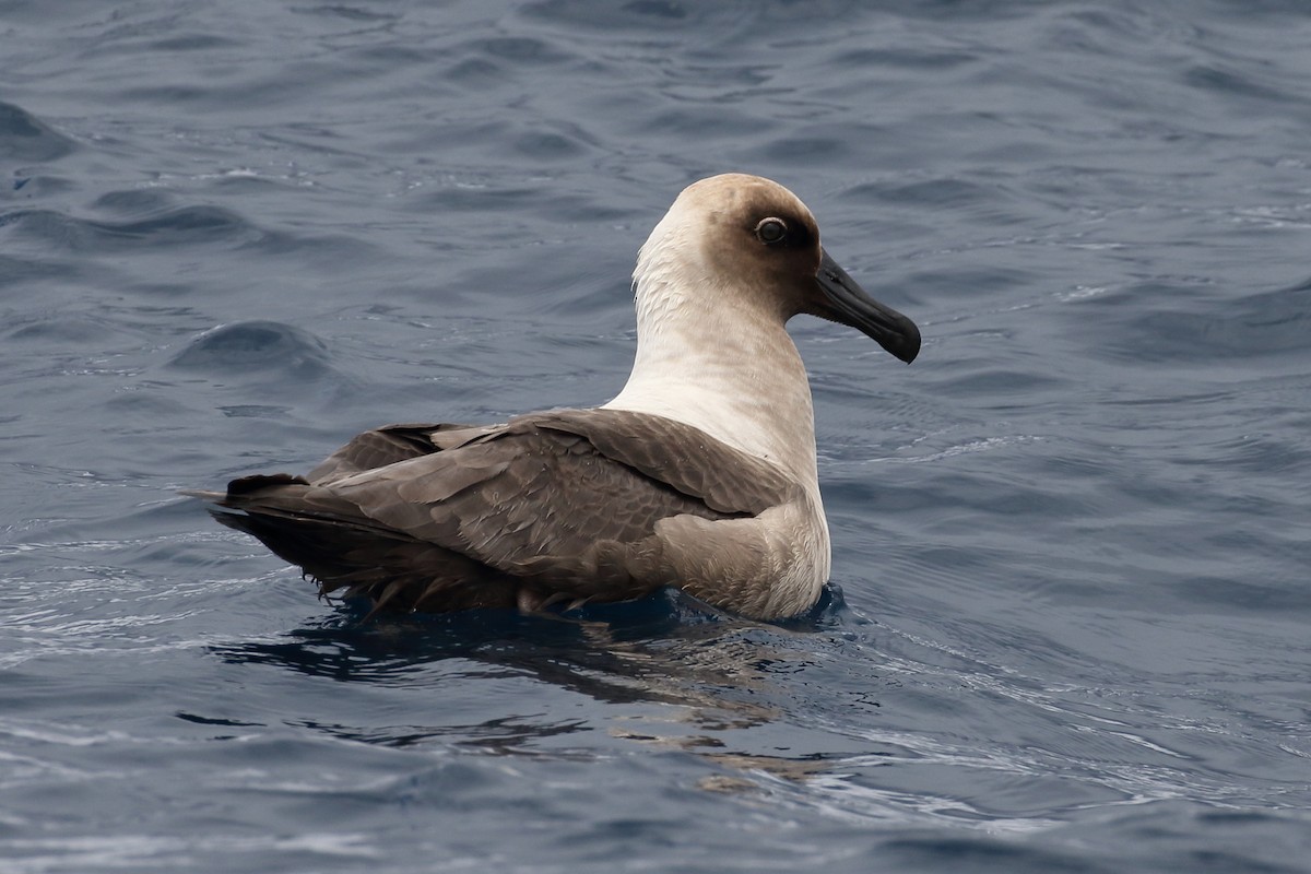 Light-mantled Albatross - ML618707309
