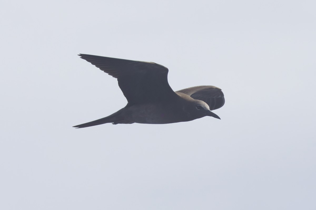 Brown Noddy - ML618707321